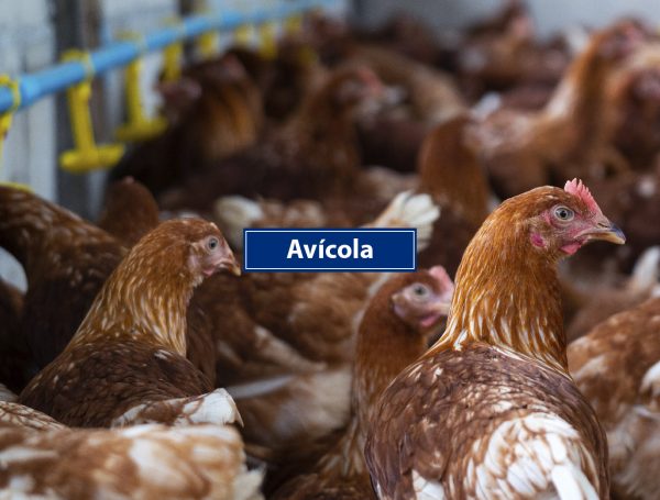 Avícola