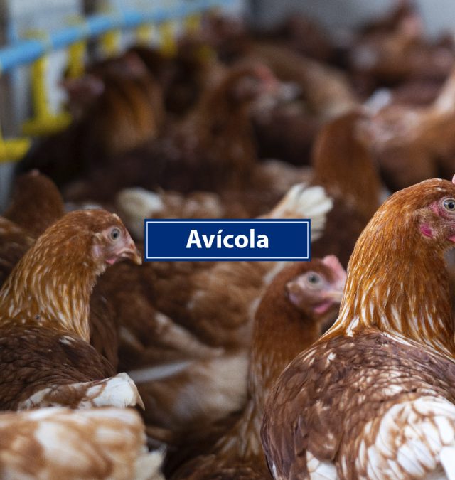 Avícola