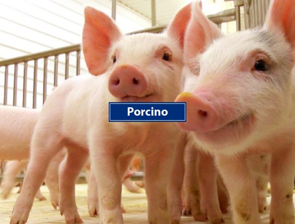 Porcino