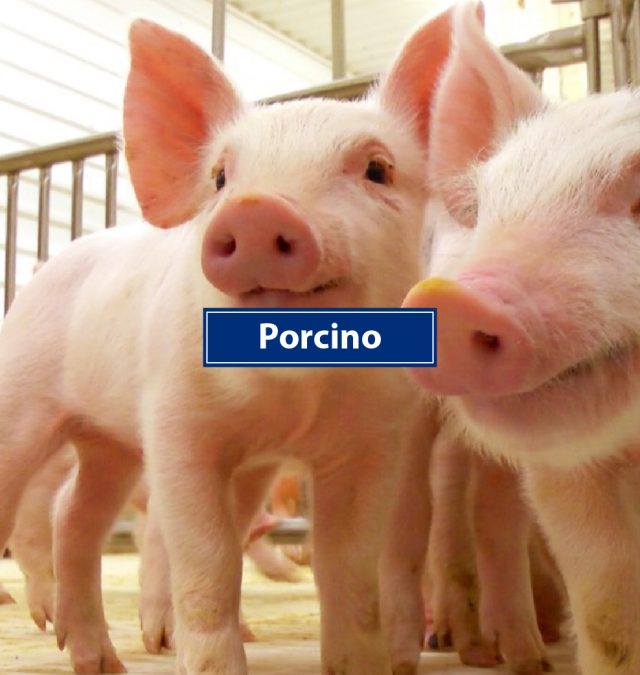 Porcino