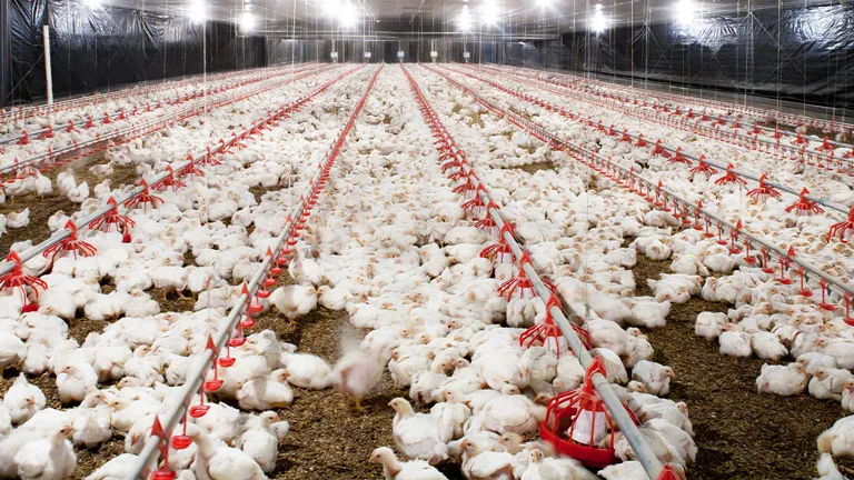 Innovación para la industria avícola - CUMBERLAND