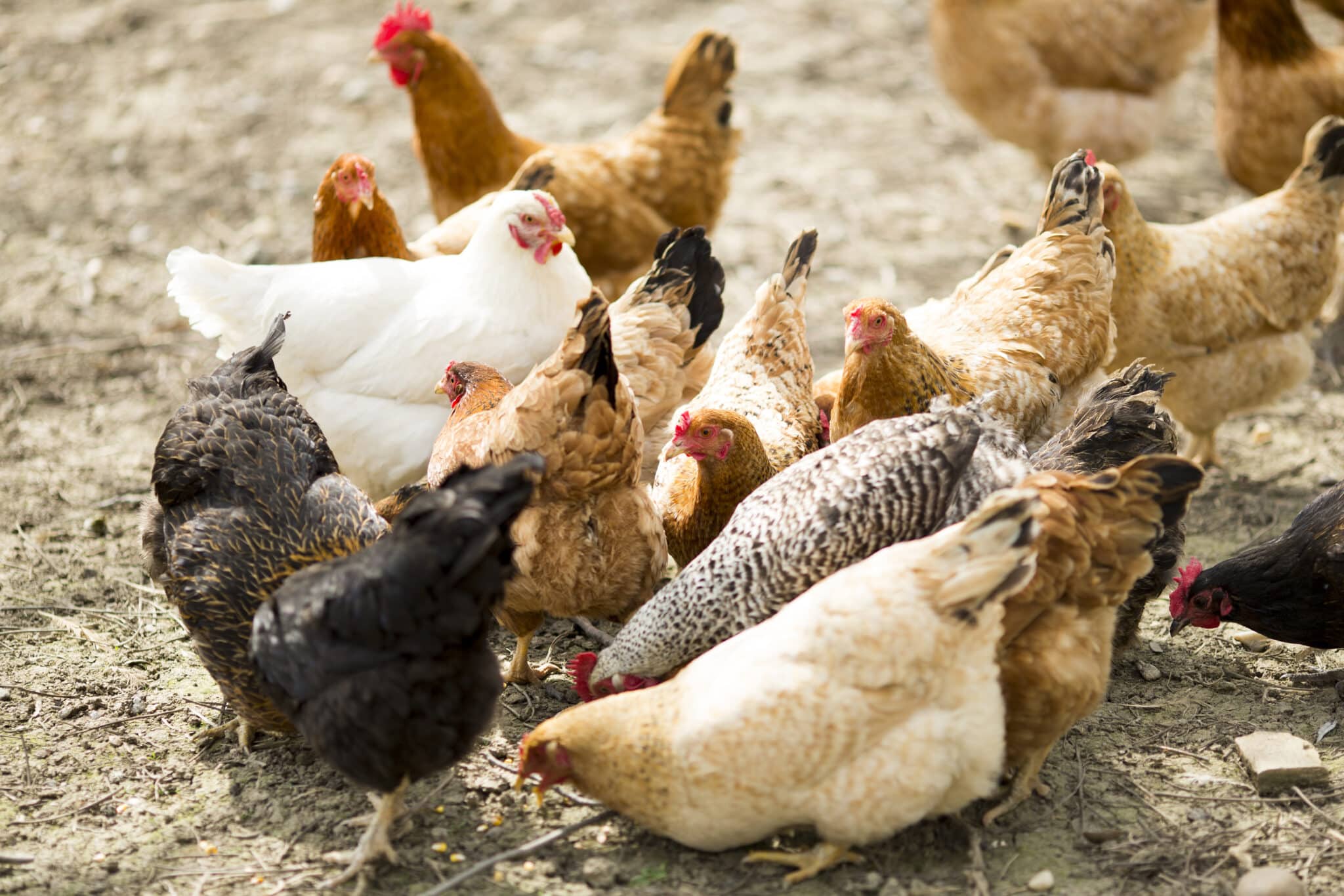 Soluciones para avicultura - Inter Andean Trading