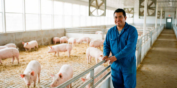Soluciones para porcicultura - Inter Andean Trading