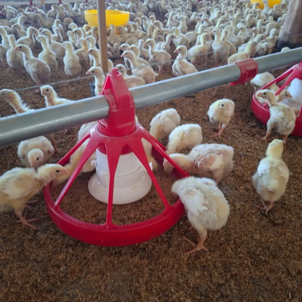 Sistema de Alimentación para Aves